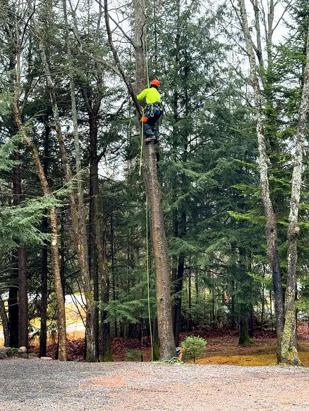 A Rorco climber roped into a tall trunk, working his way up toward the crown.