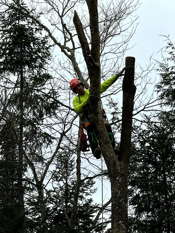 A Rorco climber roped in beside a freshly cut spar, working a hardwood down from the top.