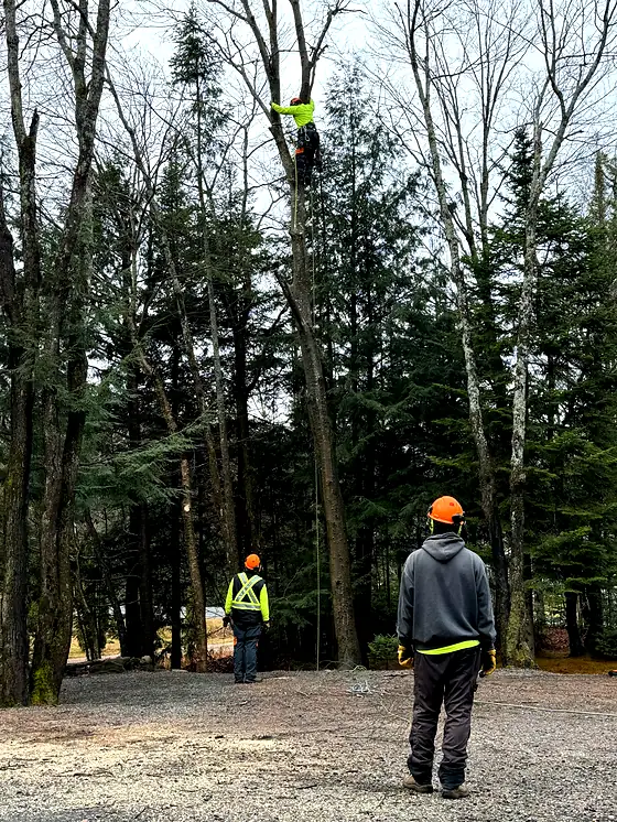 Three Rorco crew members on a job, one climbing high in a hardwood while two spotters watch from the ground.