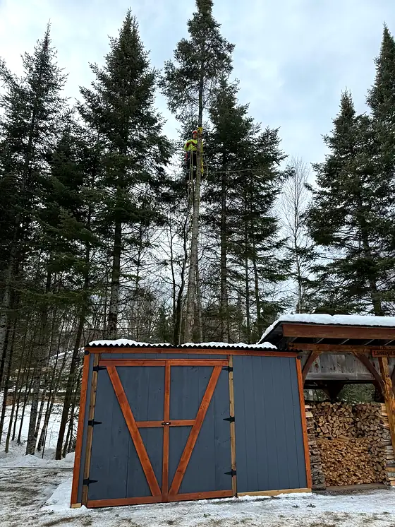 A Rorco climber near the top of a spruce, dwarfing the woodshed below.