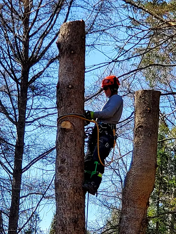 A Rorco climber roped into a bare hardwood against a blue sky.