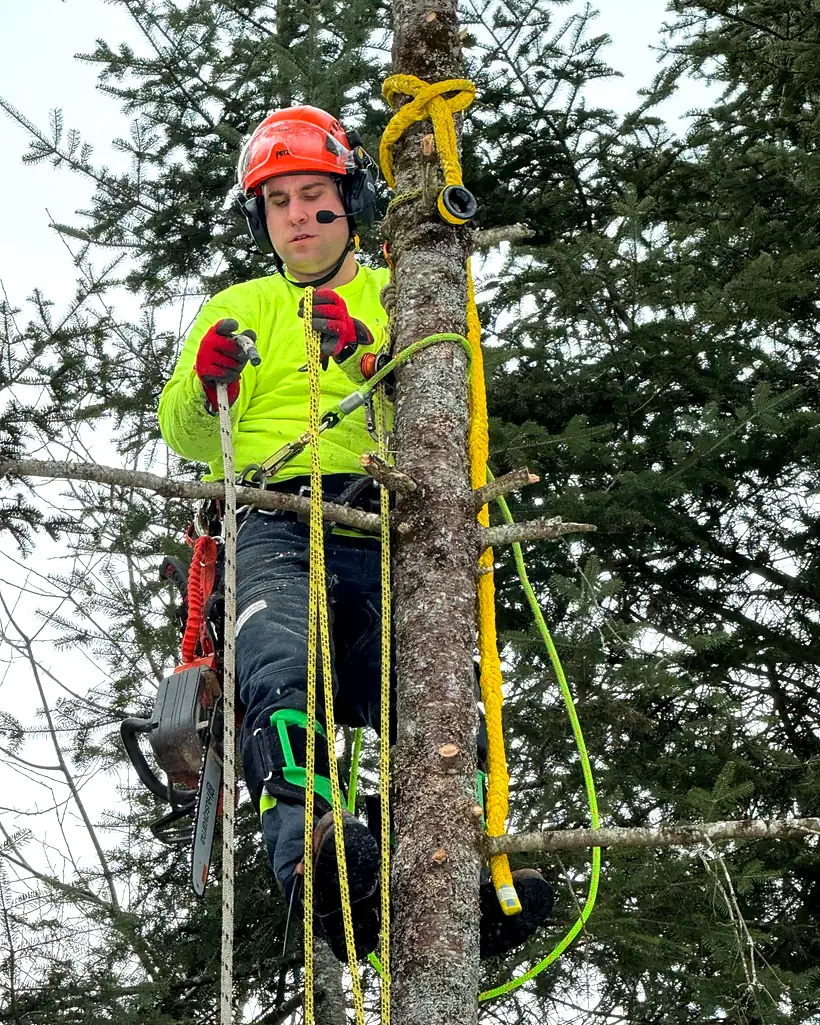 A Rorco climber roped into a spruce, chainsaw on the harness, wearing a helmet and hi-vis.